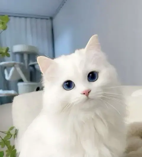 Tổng hợp 90+ Ảnh Avatar Mèo Cute phong cách ngây ngô đáng yêu và cực kỳ thân thiện