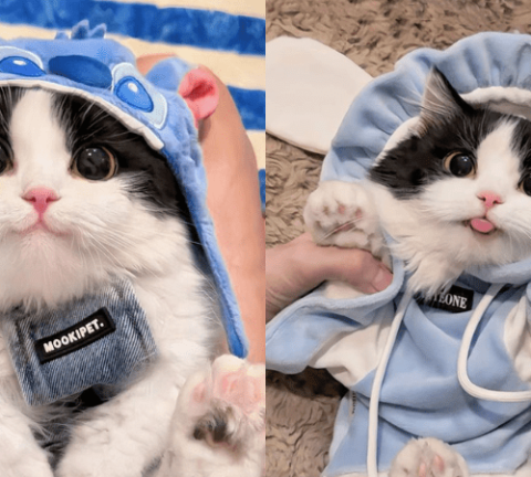 BST 25+ Avatar ảnh mèo cute: Siêu đáng yêu và dễ thương
